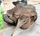 Rare snake found in karnataka and african bird in Telangana