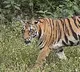 Tiger Evidence in Karimnagar District
