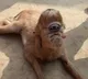 Sheep has two eyes in the middle of forehead