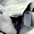 Lovers suicide in Telangana