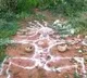 Black Magic at Kavali forest area in Nellore district