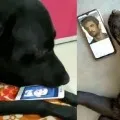 sushant family give clarity on dog