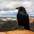 Bird flu virus detected in dead crows in Indore