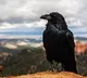 Bird flu virus detected in dead crows in Indore
