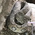 Brutal husband kills wife with snake bite
