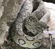 Brutal husband kills wife with snake bite