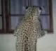 Once again Leopard presence in Rajendra Nagar
