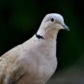 Pigeon caught by people in Jammu and Kashmir