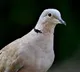 Pigeon caught by people in Jammu and Kashmir