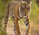 Tiger Captured in Manchiryala