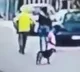Stray dog helps a woman from a thief