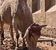 bundh for cow protection