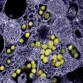 New corona virus found in Britain