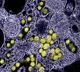 New corona virus found in Britain