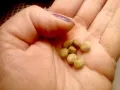 Kidney stones:  How they are formed and what is the cure