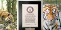 India’s Tiger Census sets a New Guinness Record for being the world’s largest camera trap wildlife survey