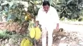 తోట‌లోని పండ్ల పంట‌ల‌ను ప‌రిశీలించిన మంత్రి ఎర్ర‌బెల్లి ద‌యాక‌ర్ రావు