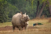 We are walking in the right direction for a better future for Rhinoceros: Babul Supriyo