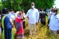 వడగండ్ల వానతో నష్టపోయిన పంటను పరిశీలించిన తెలంగాణ మంత్రి హరీశ్ రావు‌