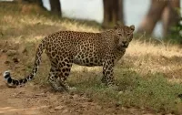 PM expresses happiness over increasing population of Leopard

