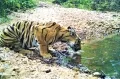 Report On 'The Status Of Tigers, Co-Predators and Prey in India - 2018'