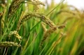 Rice varieties around us