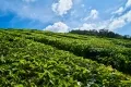 Types of tea, how to make it