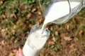 Over boiling milk? Experts suggest otherwise
