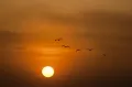 Lack of sunlight leads to diseases