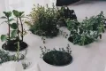 Stay healthy, sleep well with these house plants