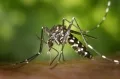డెంగీ, చికున్ గున్యా... తస్మాత్ జాగ్రత్త