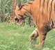 Tiger moves in green fields at manchiryala district