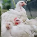 Amid Coronavirus Scare Bird Flu Cases Found At Kerala Poultry Farm