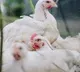 Amid Coronavirus Scare Bird Flu Cases Found At Kerala Poultry Farm