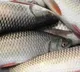 Bihars fish delivery app gets popularity