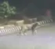 Leapord found near KBR park Hyderabad
