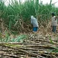 Maha government decides to send sugarcane workers home