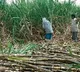 Maha government decides to send sugarcane workers home
