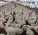 Corona virus affected Chicken sellers