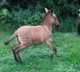 Zebra Mates With Donkey and Gives Birth To Zonkey
