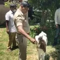 Calf and a Police Officer Relation in Karnataka