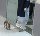 Mother Cat Carries Sick Kitten to Hospital