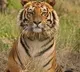 Kalpana the Tigress died with Kidney Failure Only