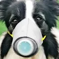 Pet Dog In Hong Kong First Case Of Human To Animal Coronavirus Transmission