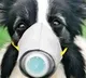 Pet Dog In Hong Kong First Case Of Human To Animal Coronavirus Transmission