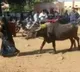 telugu.html