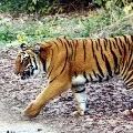 Tigers in Madhya Pradesh kills three