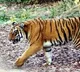 Tigers in Madhya Pradesh kills three
