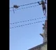 Langur saves her child in a adventures way