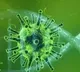 coronavirus cases in india